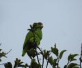 camouflaged parrot Royalty Free Stock Photo